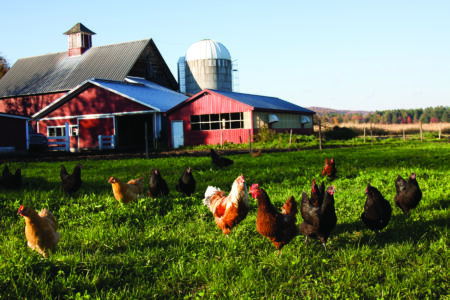 How to Keep Chickens Cool in Extreme Heat Image